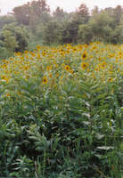 Sunflowers_2
